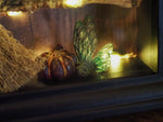 Load image into Gallery viewer, OOAK Mummified Faerie Lightning Frame XL
