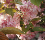 Lade das Bild in den Galerie-Viewer, Cherry Blossom necklace pink, gold - made to order
