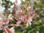 Load image into Gallery viewer, OOAK Cherry Blossom Crown
