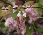 Lade das Bild in den Galerie-Viewer, Lilly Glass Pearl Earrings pink
