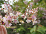 Load image into Gallery viewer, OOAK Cherry Blossom Crown
