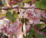 Lade das Bild in den Galerie-Viewer, Cherry Blossom Earrings - made to order
